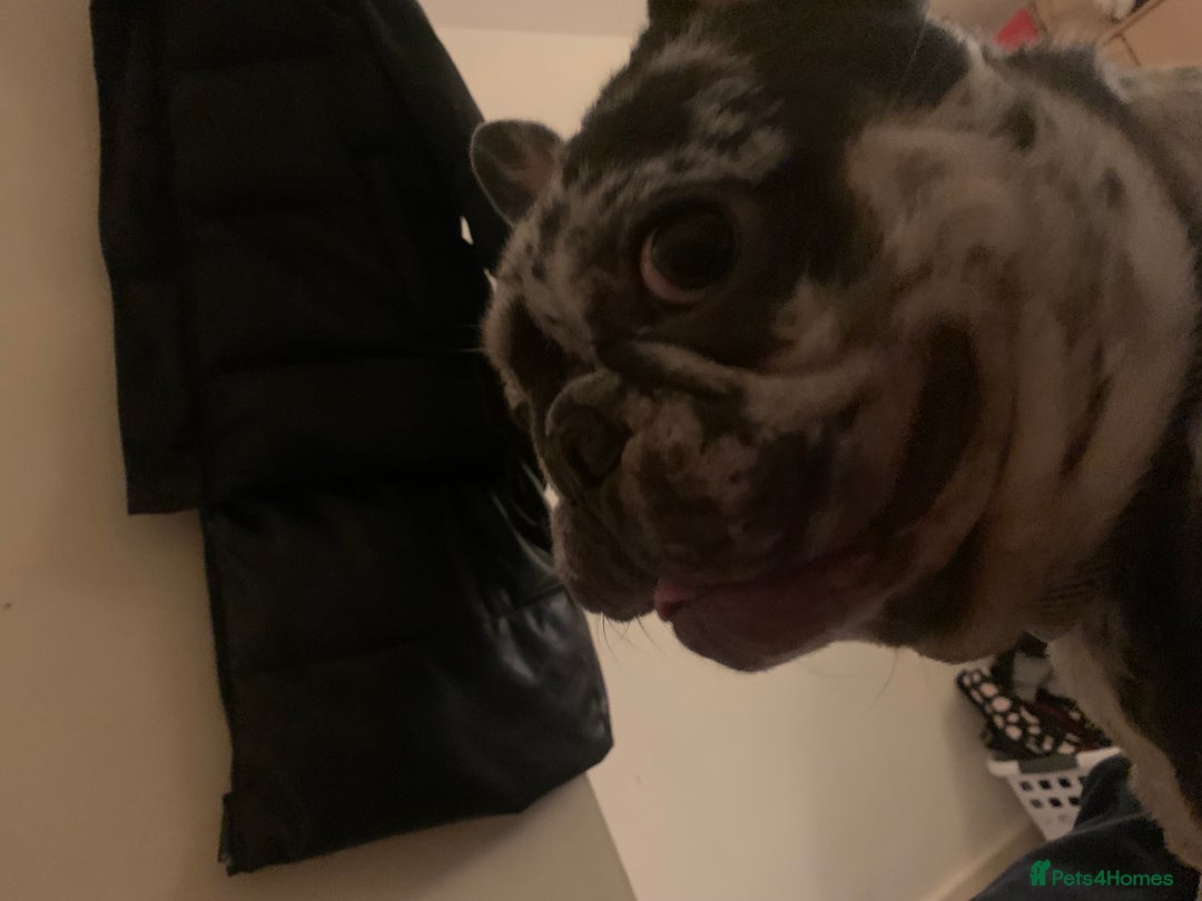 French Bulldog dogs for stud: Rokko French bulldog  - Advert 3