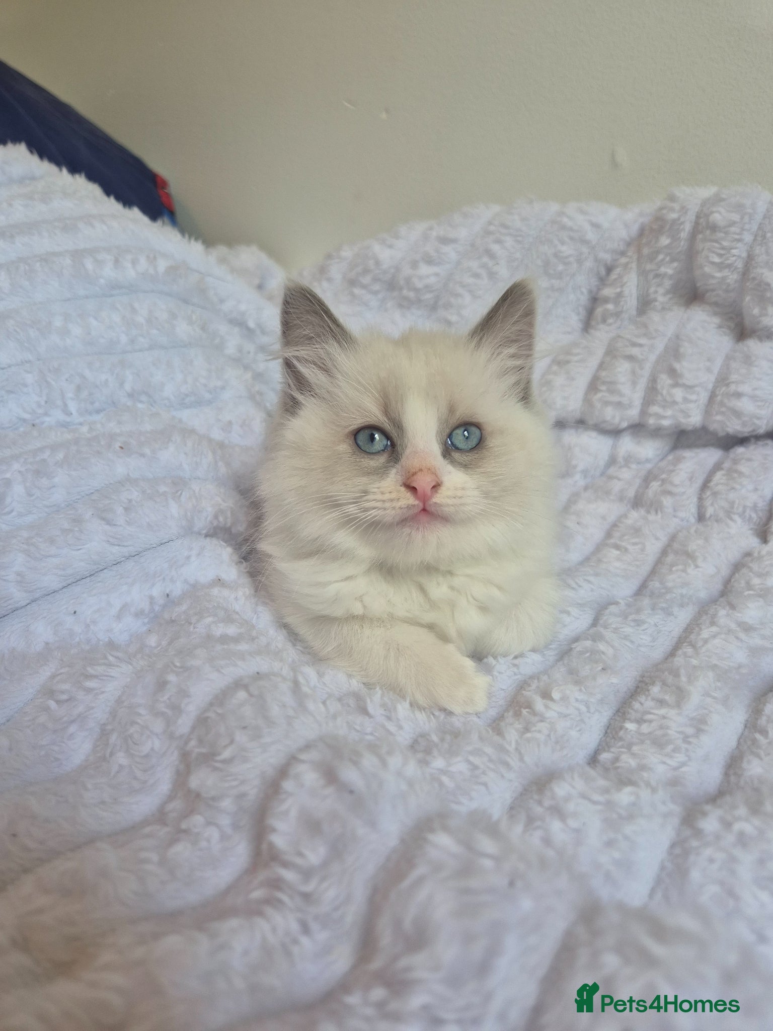 Ragdoll cats Ragdoll kittens- last boy - Advert 2