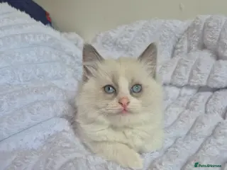 Ragdoll cats Ragdoll kittens- last boy - Advert 2