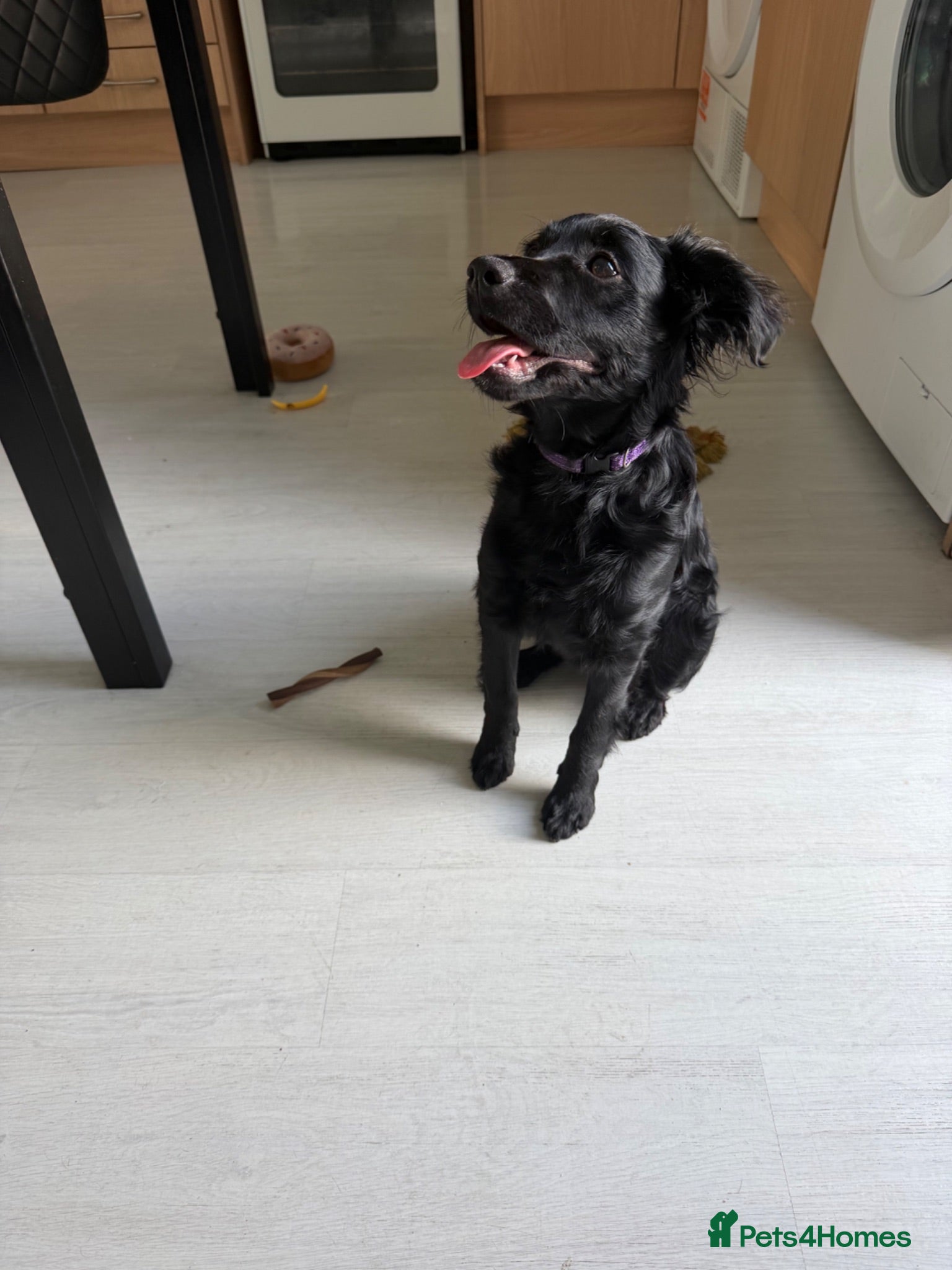 Cockapoo dogs Tilly 5 months old.  - Advert 12