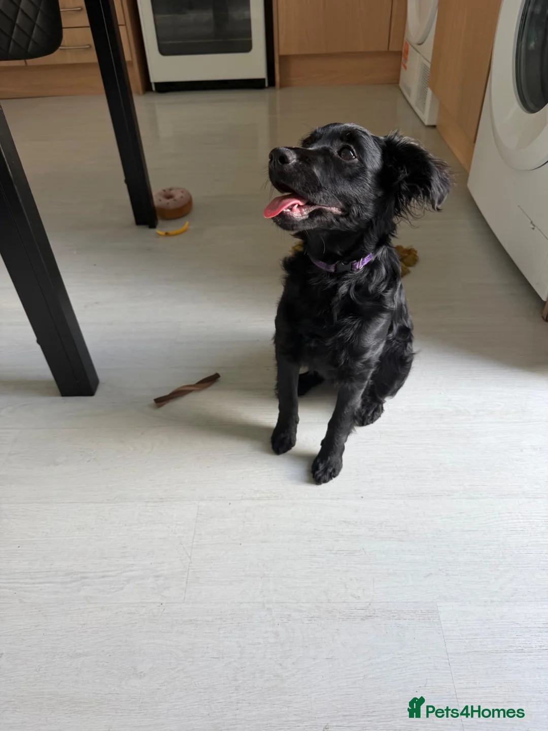 Cockapoo dogs for sale: Tilly 5 months old.  in Heywood - Advert 1