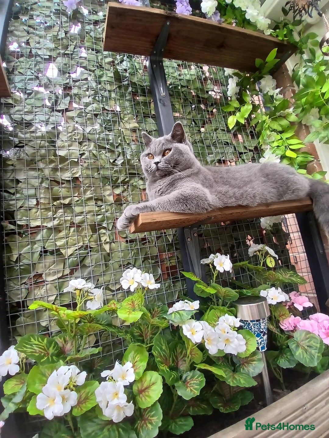 Mixed Breed cats for sale: Two indoor females seeking loving home together  - Image 3