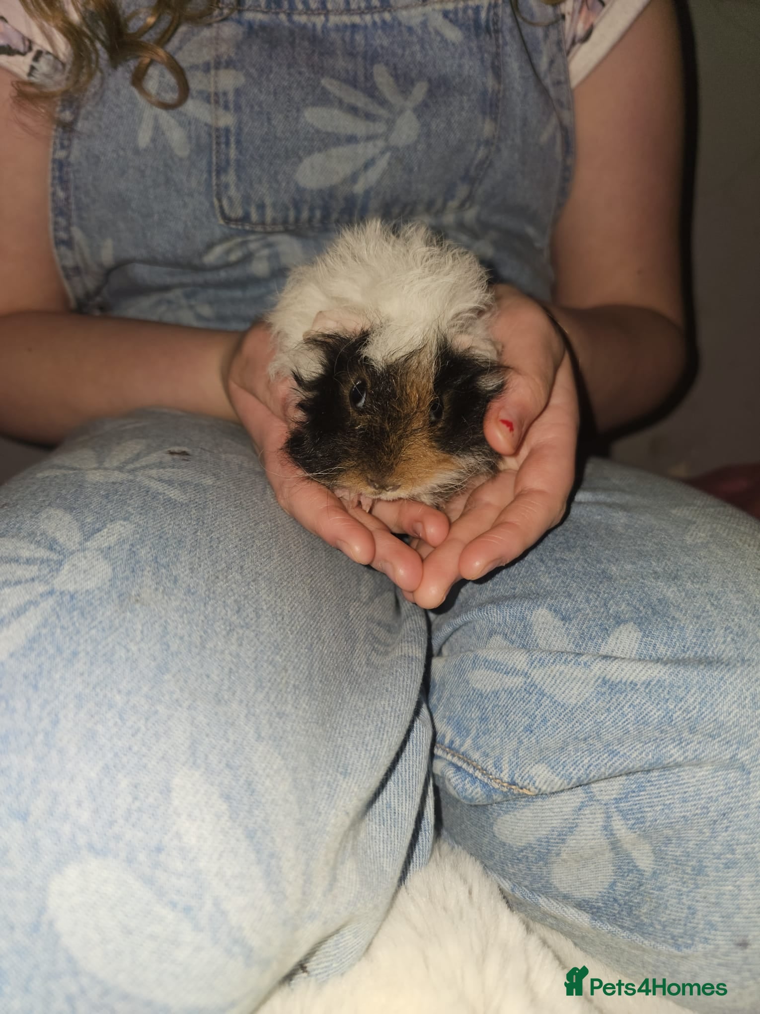 Guinea Pig rodents Adorable female guinea pig babies  in Nottingham - Advert 2