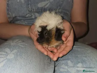 Guinea Pig rodents Adorable female guinea pig babies in Nottingham - Advert 2