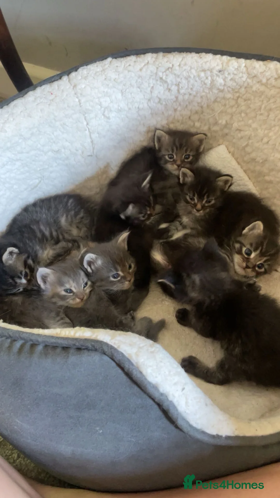 Maine Coon cats for sale: Beautiful maincoon cross ragdolls  - Advert 1