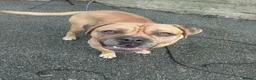 Mastiff dogs for sale: 1 year old mastiff for sale.. - Advert 4