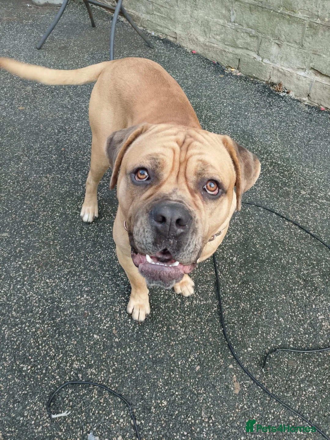 Mastiff dogs for sale: 1 year old mastiff for sale.. - Advert 4