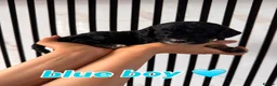 Mixed Breed dogs for sale: Cockapoochon  - Advert 2