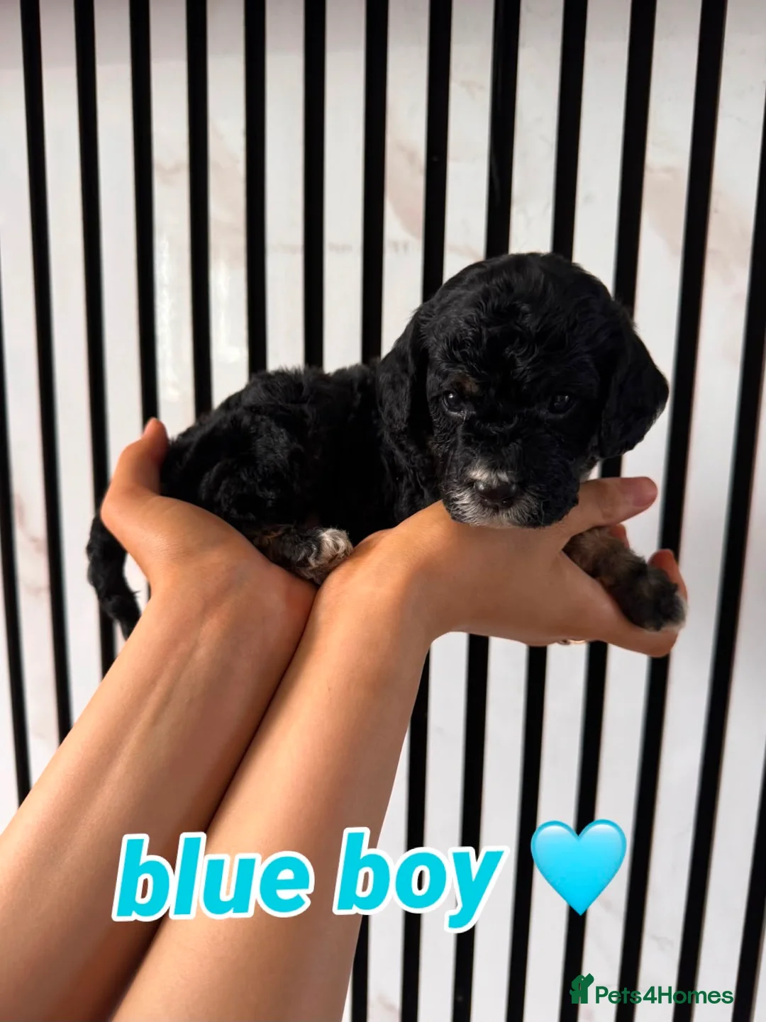 Mixed Breed dogs for sale: Cockapoochon  - Advert 2