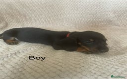 Dachshund dogs for sale: Gorgeous dachshund puppies  - Image 4