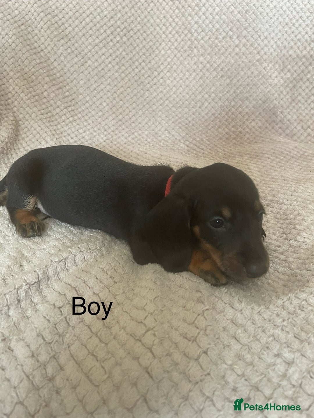 Dachshund dogs for sale: Gorgeous dachshund puppies  - Image 4