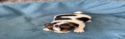 Jack Russell dogs for sale: Beautiful Jack Russell pups, petite, smooth coat.  - Advert 24