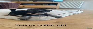 Miniature Schnauzer 5
