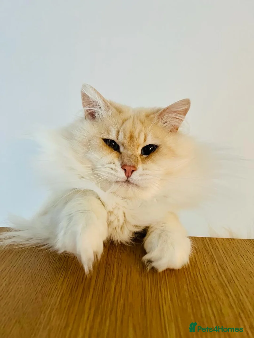 Siberian cats for stud: Siberian Neva Masquerade Available For Stud in Leeds - Advert 4