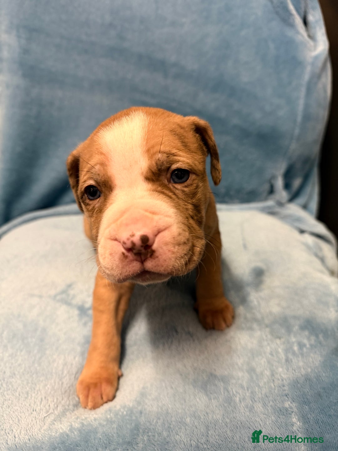 Mixed Breed dogs for sale: Cane Corso mixed  - Advert 21