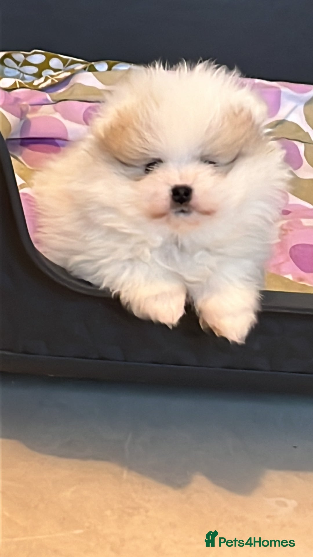 Pomeranian dogs for sale: Kc Reg Pomeranian Pups - Advert 2