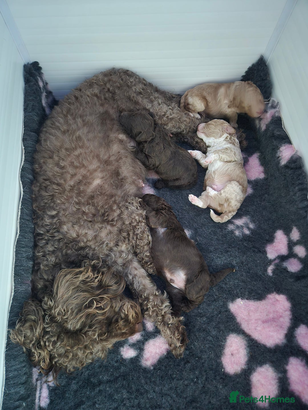 Labradoodle dogs for sale: Stunning F3 miniature labradoodles!  - Advert 1