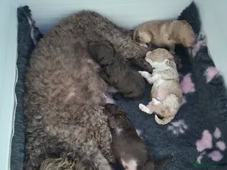 Labradoodle dogs Stunning F3 miniature labradoodles! - Advert 12