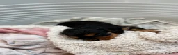 Cavalier King Charles Spaniel dogs for sale: 🧡One Ruby male KC & extensively Health tested - Advert 8