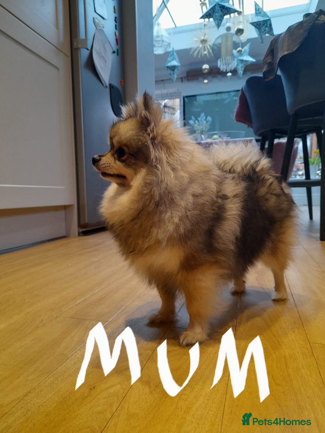 Pomeranian dogs for sale: K C registered beautiful Pomeranians - Advert 22