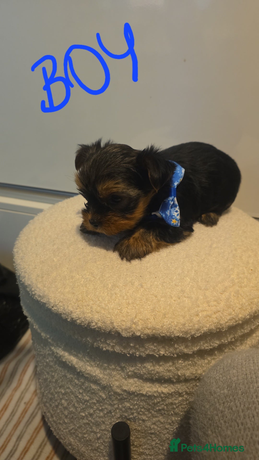 Yorkshire Terrier dogs for sale: Adorable mini yorkies🥰 - Advert 3