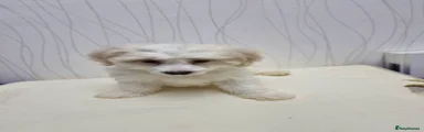 Maltipoo 4