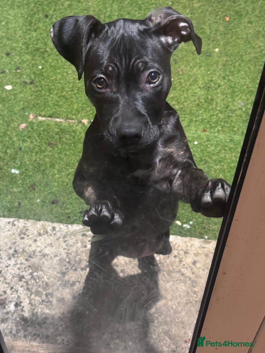 Mixed Breed dogs for sale: Hazel - Image 6