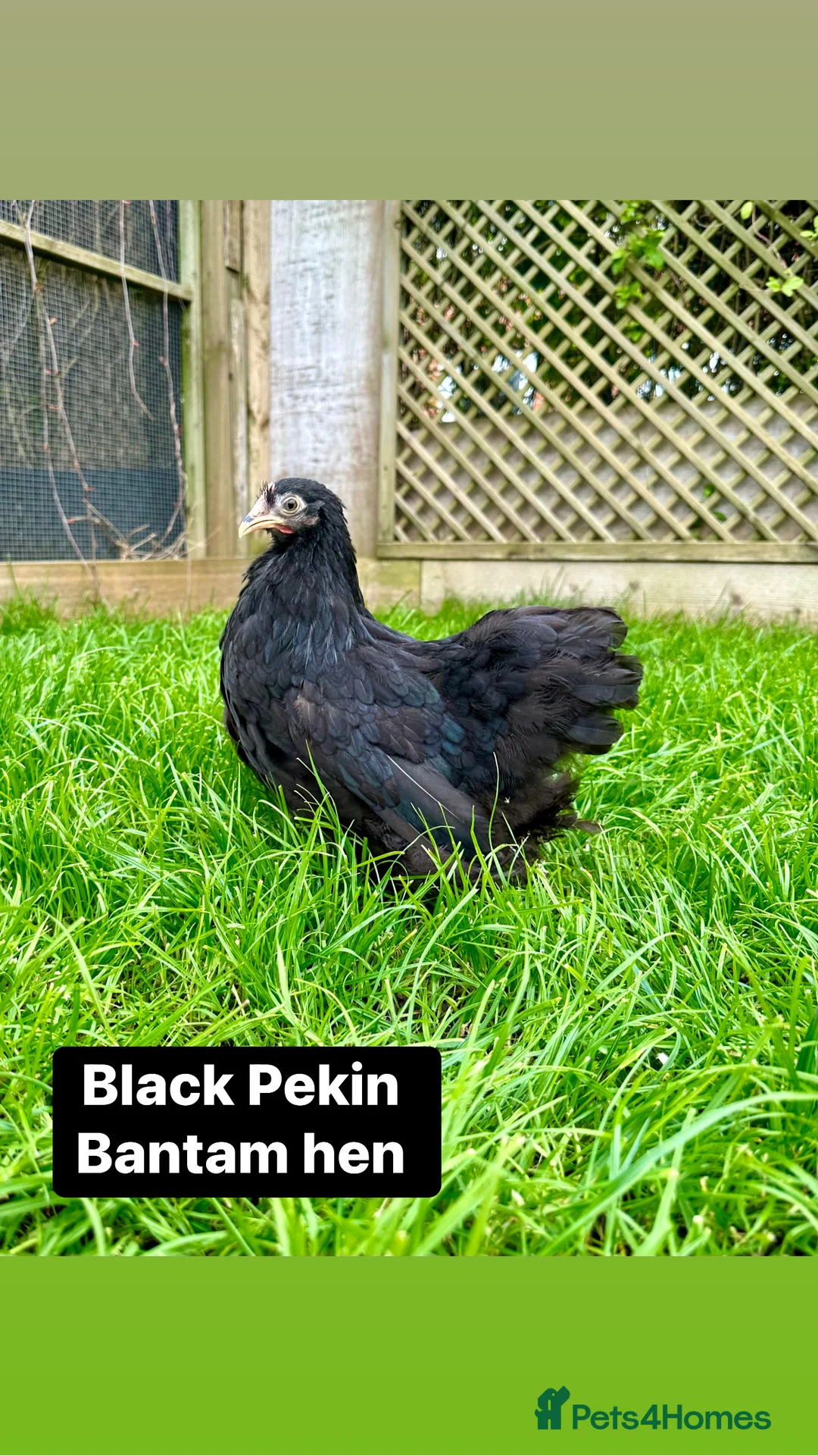 Chickens poultry for sale: Pure breed bantam hens at point of lay - Advert 16