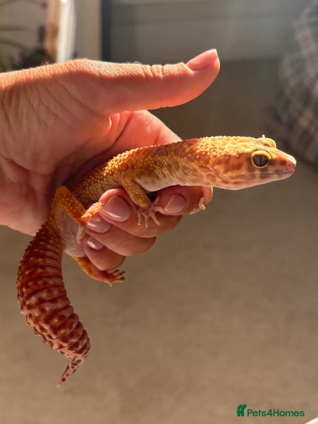 Leopard Gecko reptiles for sale: Female Leopard Gecko in Tetbury - Advert 1