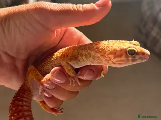 Leopard Gecko reptiles Female Leopard Gecko - Advert 6
