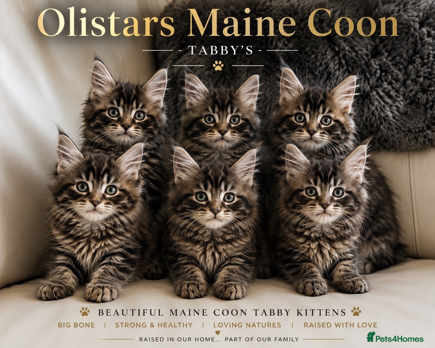 Maine Coon cats Olistars Maine Coons- ready 27th Oct  - Advert 8
