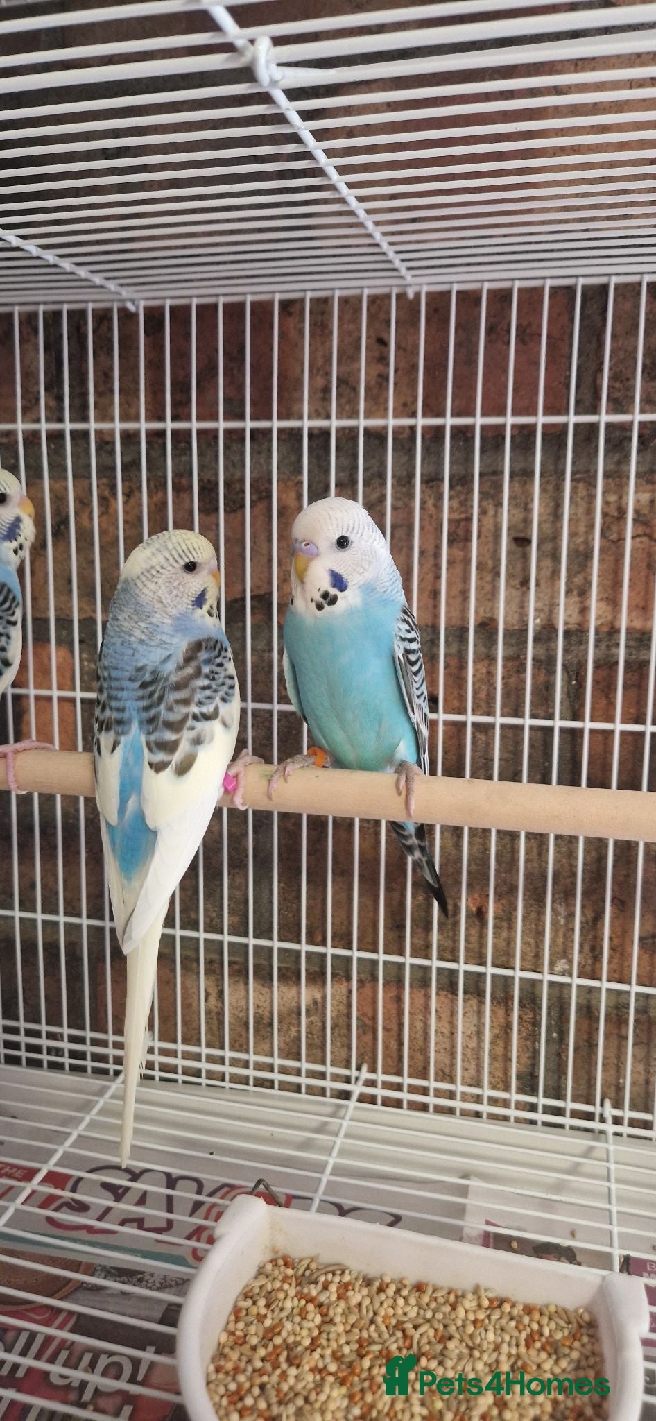 Budgerigars birds Baby budgies - Budgies - Advert 9