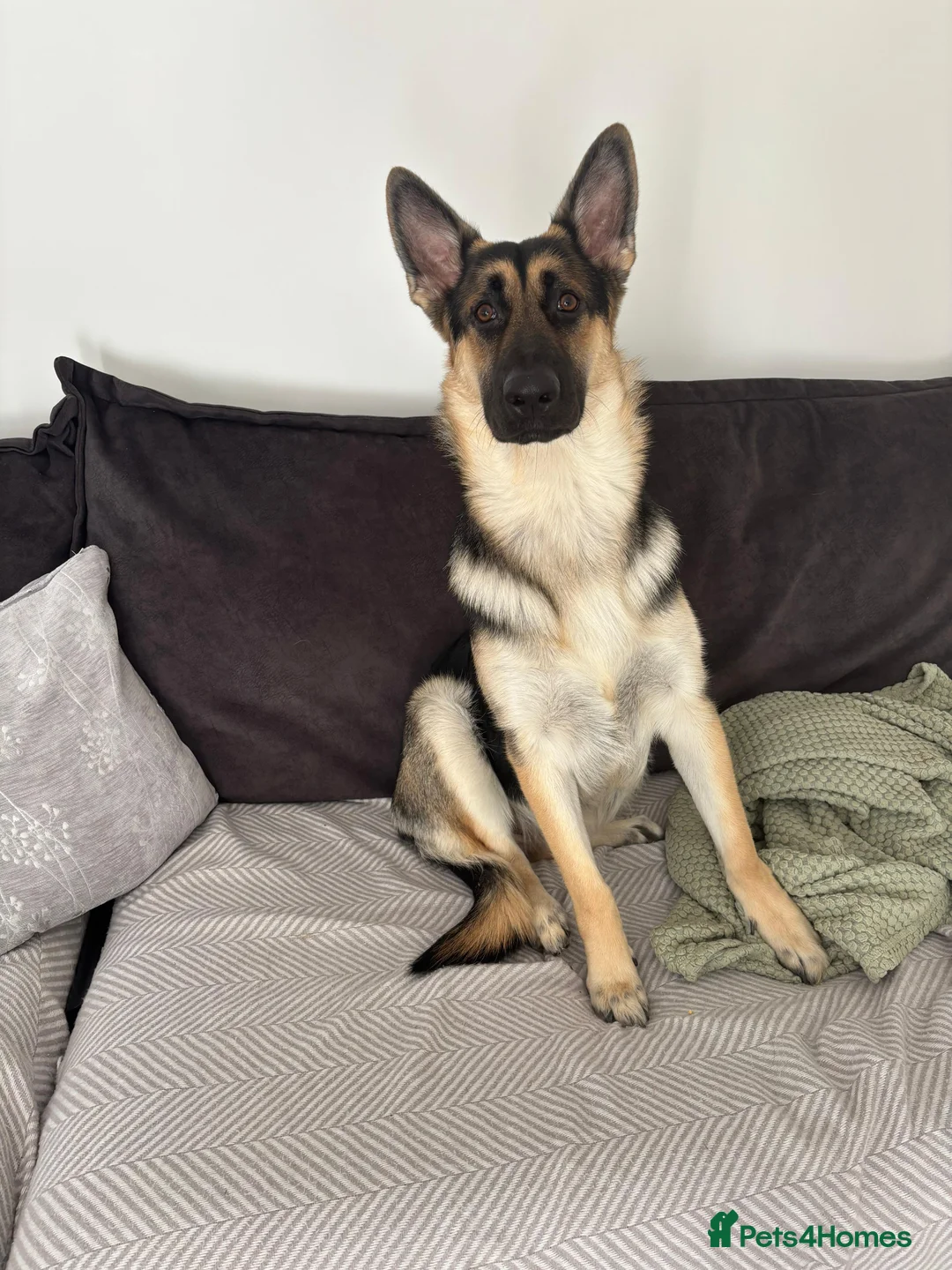 German Shepherd dogs for sale: Female 1 year old GSD - Advert 7