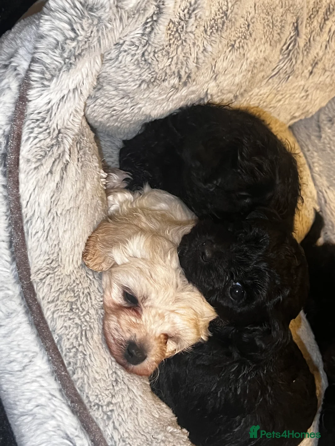 Maltipoo dogs for sale: STILL AVAILABLE!!! Stunning F1 Maltipoos  - Advert 8