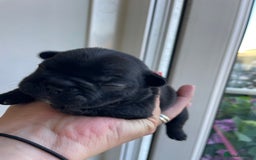 French Bulldog dogs for sale: KC Reg Frenchie Puppies - Image 12