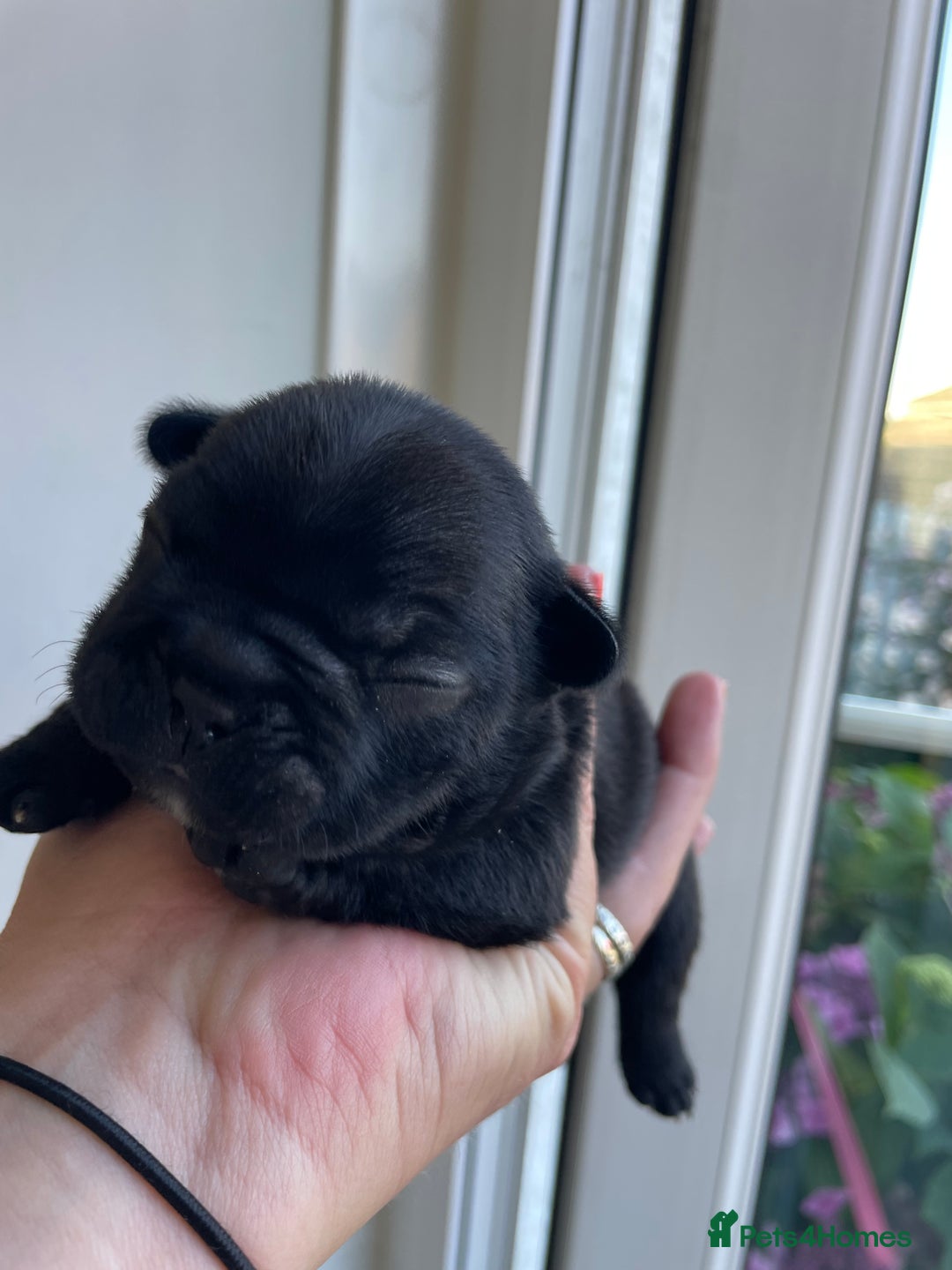 French Bulldog dogs for sale: KC Reg Frenchie Puppies - Image 12
