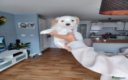 Cavapoo dogs for sale: 1 Female 4 Male - Image 12