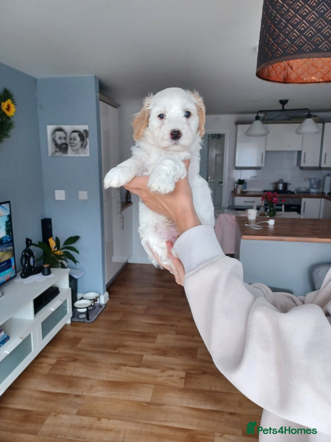 Cavapoo dogs for sale: 1 Female 4 Male - Image 12