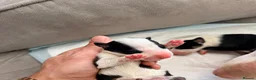 English Bull Terrier dogs for sale: English bullterrier quality puppies  - Advert 3
