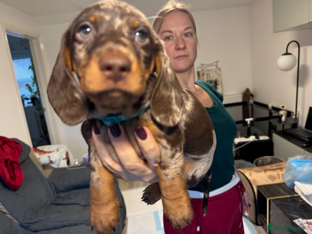 Miniature Dachshund dogs for sale: KC reg miniature dachshund puppies 4 girls 4 boys - Advert 2