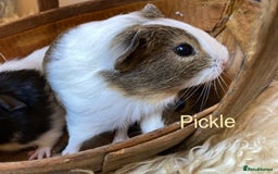 Guinea Pig rodents for sale: Lovely baby boy Guinea pigs - Image 2
