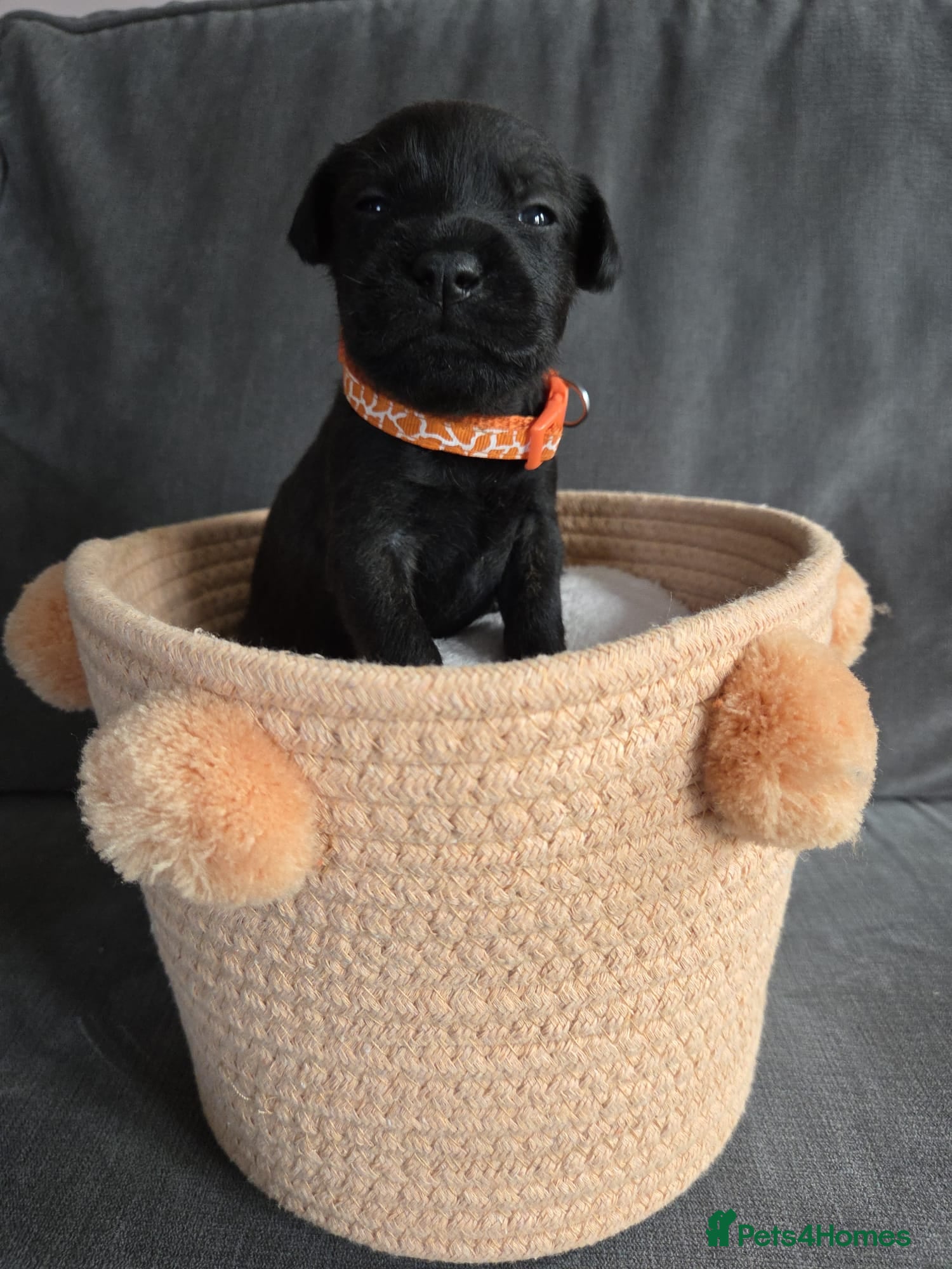 Mixed Breed dogs KC Blue staff X KC Irish terrier puppies  - Advert 2