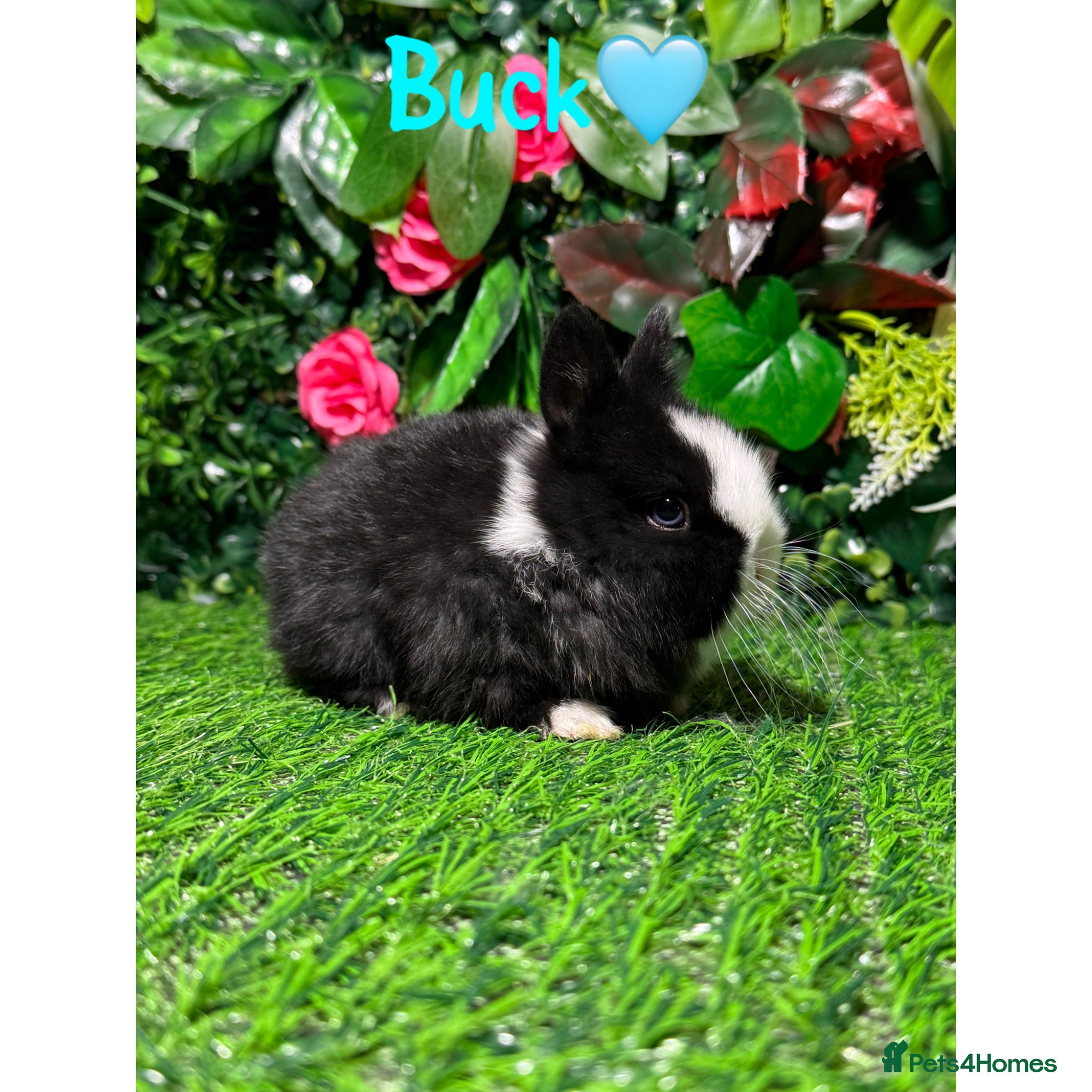 Netherland Dwarf rabbits ✨STUNNING NETHERLANDS DWARF,READY va TO REZERVE ✨ - Advert 2