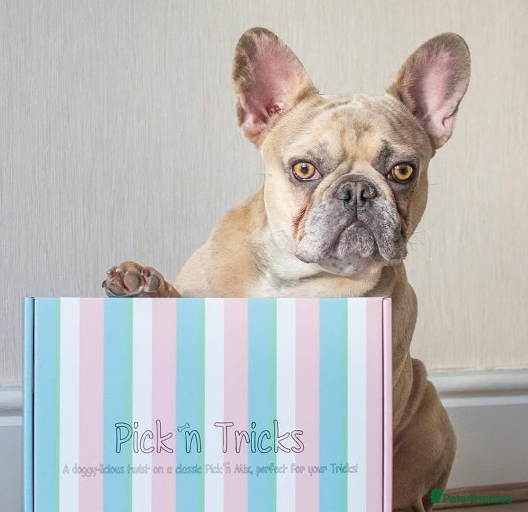 French Bulldog dogs for sale: Pablo - Advert 5