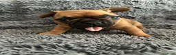 French Bulldog dogs for sale: Stunning standard true to type French bulldog pups - Advert 11