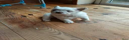 French Bulldog dogs for sale: Three French bulldogs KC registered for sale - Advert 2