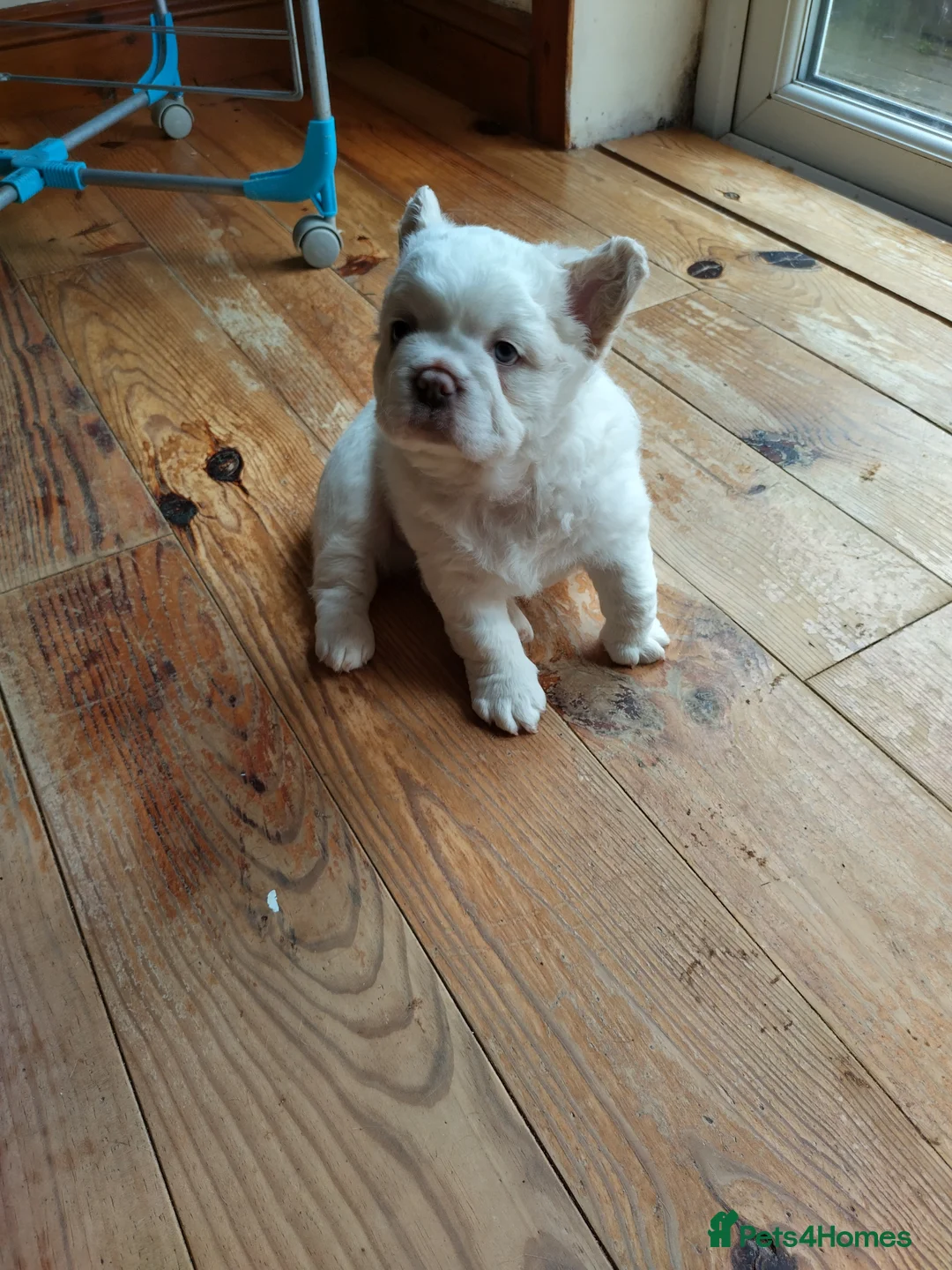 French Bulldog dogs for sale: Three French bulldogs KC registered for sale - Advert 2