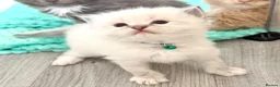 Ragdoll cats for sale: Beautiful TICA Registered Ragdoll Kittens - Advert 6