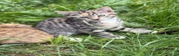 Bengal cats for sale: Bengal Mix Ready! - Advert 9