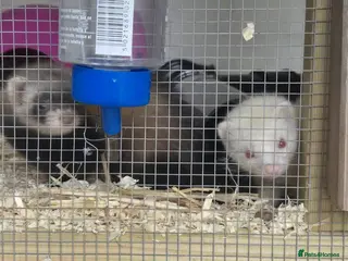 Ferret rodents 2 Female Micro Ferrets – Must Stay Together - Advert 3